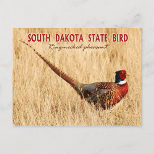 Cartão Postal South Dakota State Bird: Faisão com pescoço de ané