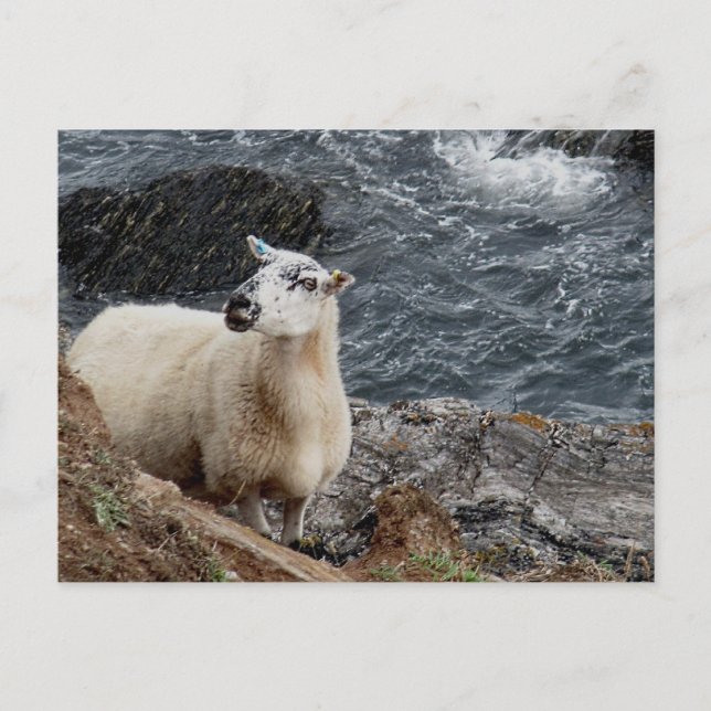 Cartão Postal South Devon Coast Sheep On Rocks (Frente)