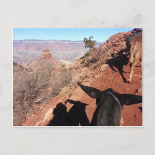 Cartão Postal South Kiabab Grand Canyon National Park Mule Ride