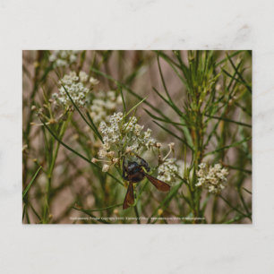 Cartão Postal Southwestern Forager