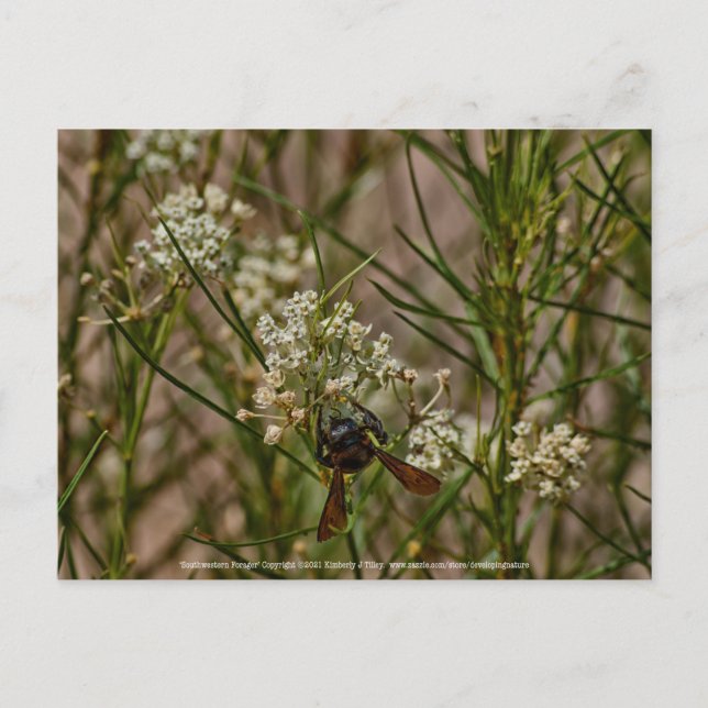 Cartão Postal Southwestern Forager (Frente)