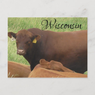 Cartão postal Souvenir Fotografia em Vaca do Wisco