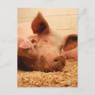 Cartão Postal Sow Bonito com Leitões