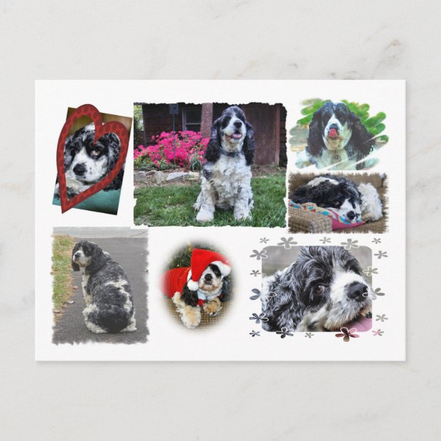 Cartão Postal Spaniel de Smokey-the (Frente)