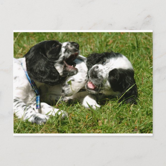 Cartão Postal Spaniel Divertido (Frente)
