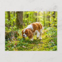 Spaniel passeando por uma floresta brilhante de pr