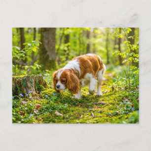 Cartão Postal Spaniel passeando por uma floresta brilhante de pr
