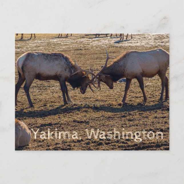 Cartão Postal Sparing Elk Yakima Washington EUA (Frente)