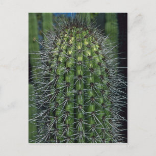 Cartão Postal Sparkling Thorns