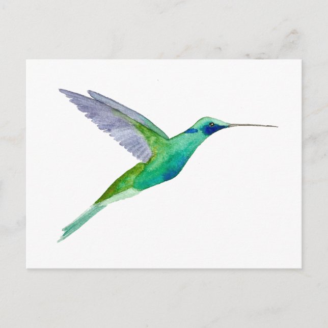 Cartão Postal Sparkling Violetear Hummingbird (Frente)