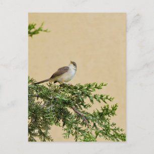 Cartão Postal Sparrow