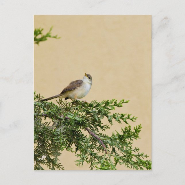 Cartão Postal Sparrow (Frente)