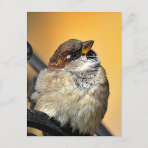 Cartão Postal Sparrow