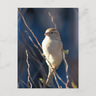Cartão Postal Sparrow