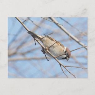 Cartão Postal Sparrow