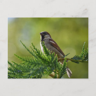 Cartão Postal Sparrow