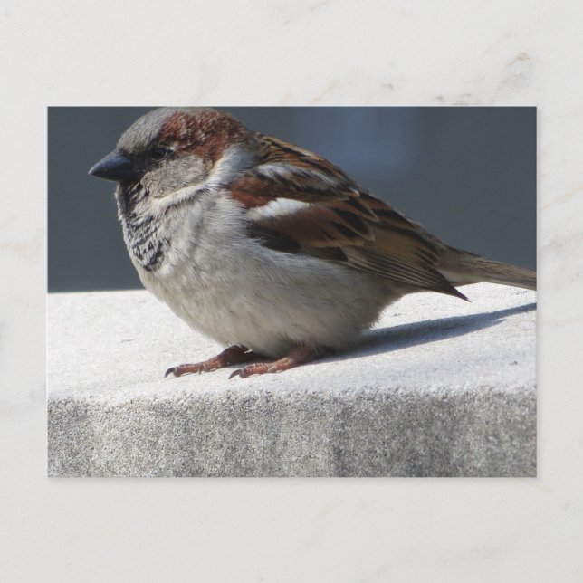 Cartão Postal Sparrow (Frente)