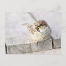 Cartão Postal Sparrow - Após o Transatlântico