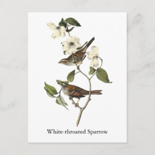 Cartão Postal Sparrow com garganta branca - John Audubon