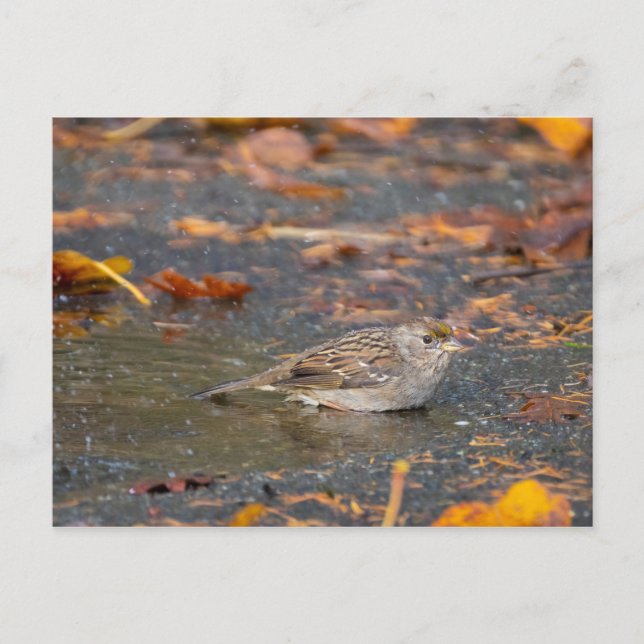 Cartão Postal Sparrow com ouro (Frente)