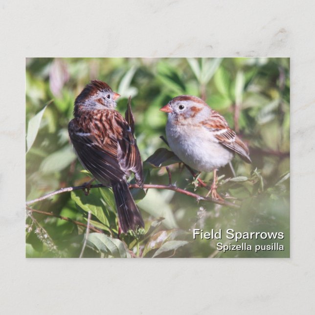 Cartão Postal Sparrow de Campo (Frente)