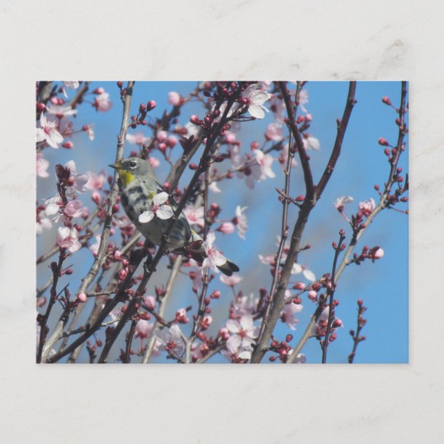 Cartão postal - Sparrow do Springtime (Frente)