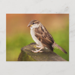 Cartão Postal Sparrow na cerca