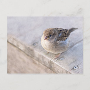 Cartão Postal Sparrow - Sobrepeso