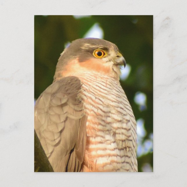 Cartão Postal Sparrowhawk (Frente)
