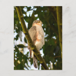 Cartão Postal Sparrowhawk