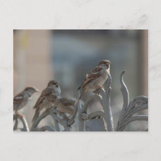 Cartão Postal Spatzen