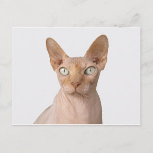 Cartão Postal sphynx 3.png
