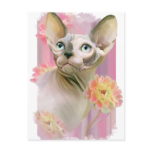 Sphynx Cat