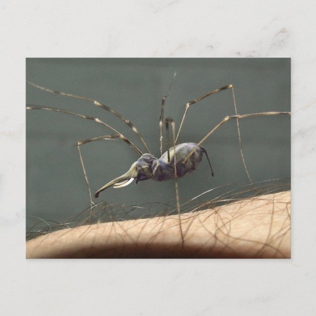 Cartão postal Spidefant (Frente)