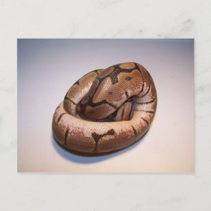 Cartão postal Spider Ball Python