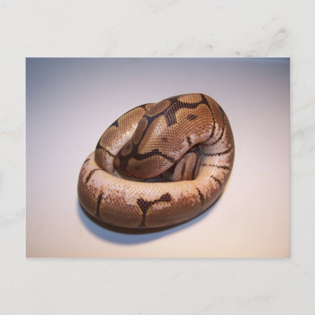 Cartão postal Spider Ball Python (Frente)