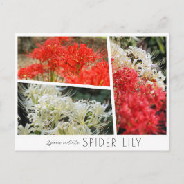 Cartão Postal Spider Lily