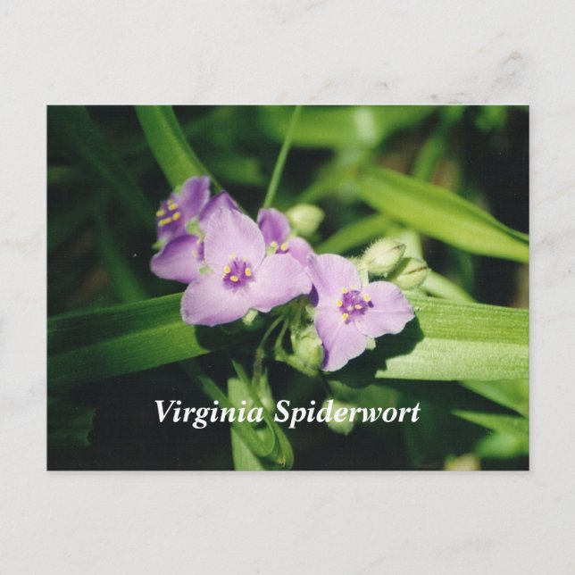 Cartão Postal Spiderwort Virgínia (Frente)