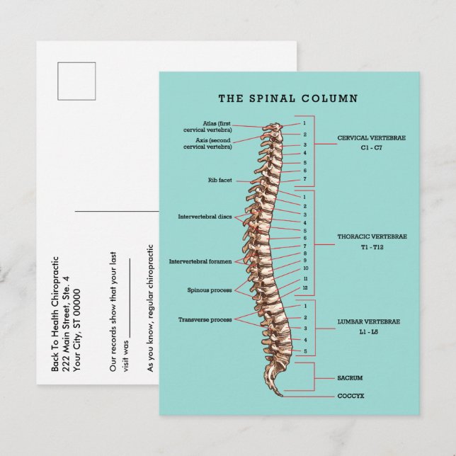 Cartão Postal Spinal Column Anatomical Chiropractic Reactivation (Frente/Verso)