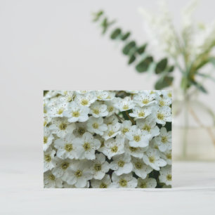 Cartão Postal Spirea Arguta