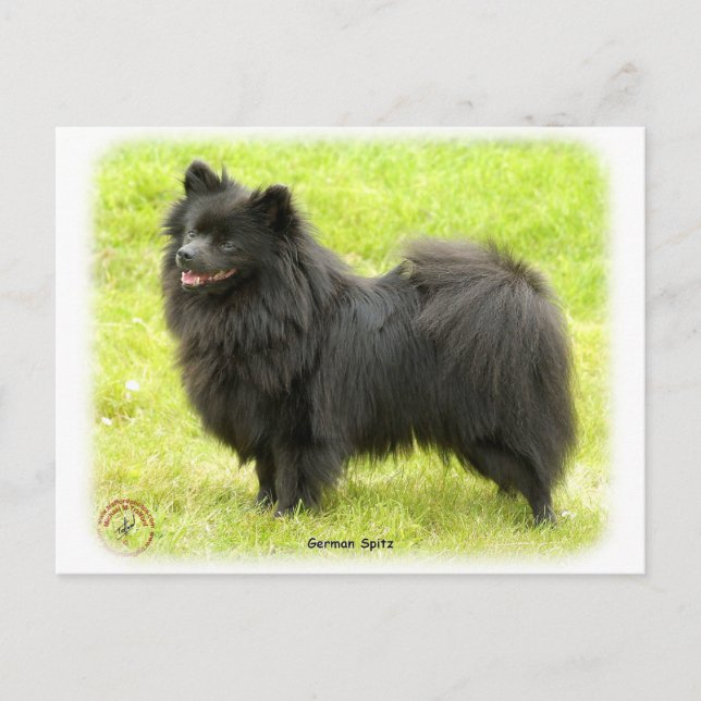 Cartão Postal Spitz alemão 9W014D-009 (Frente)