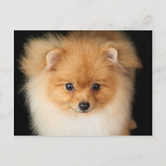 Cartão Postal Spitz de Pomeranian