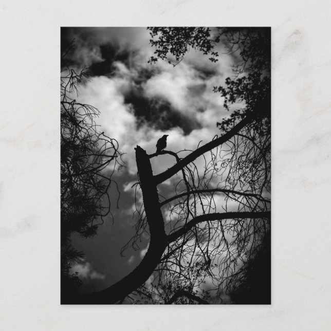 Cartão Postal Spooky Raven na árvore (Frente)