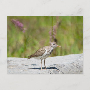 Cartão Postal Spotted Sandpiper