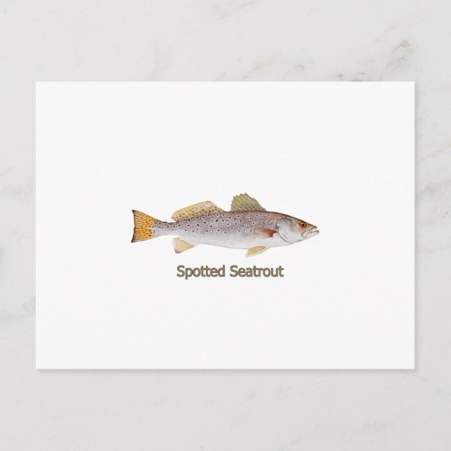 Cartão Postal Spotted Seatrout (com título) (Frente)
