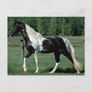 Cartão Postal Spotted Walker