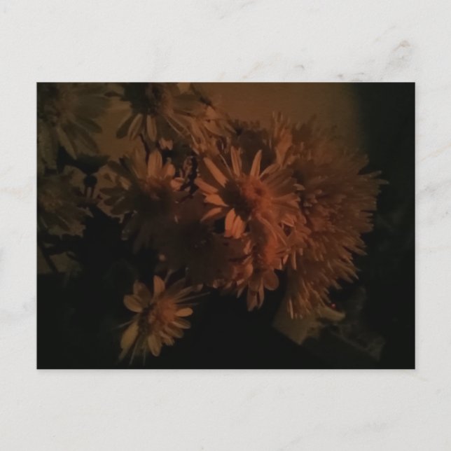 Cartão Postal Spray chrysanthemums under dim lighting (Frente)