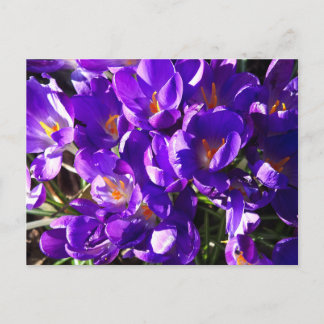 CARTÃO POSTAL SPRING CROCUS