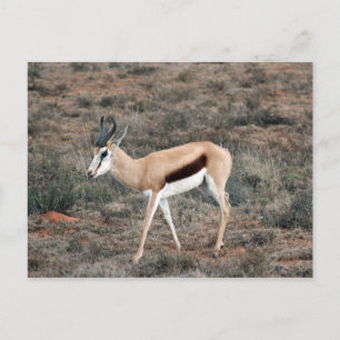 Cartão Postal Springbok