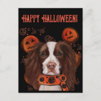 Springer Spaniel Inglês